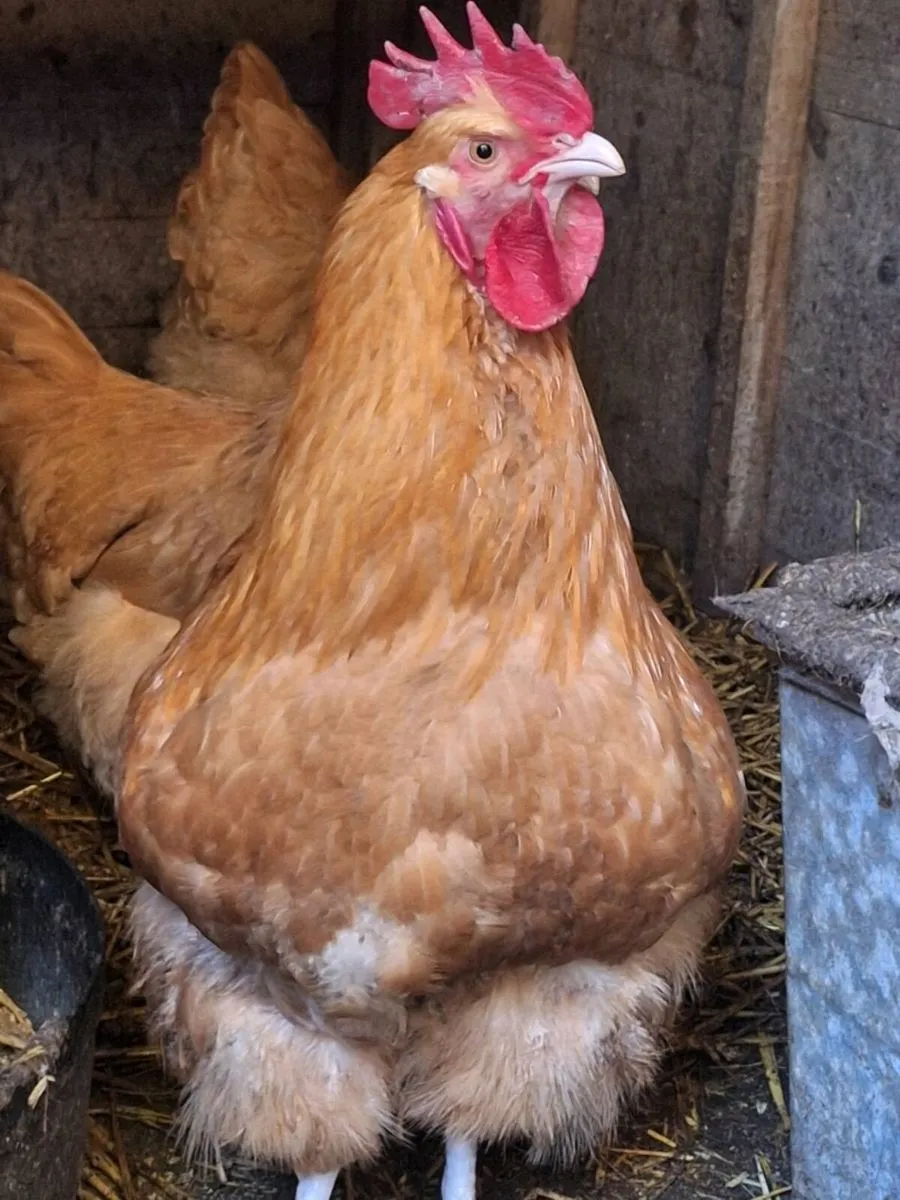 Roosters (Buff orpington & bantham) - Image 1