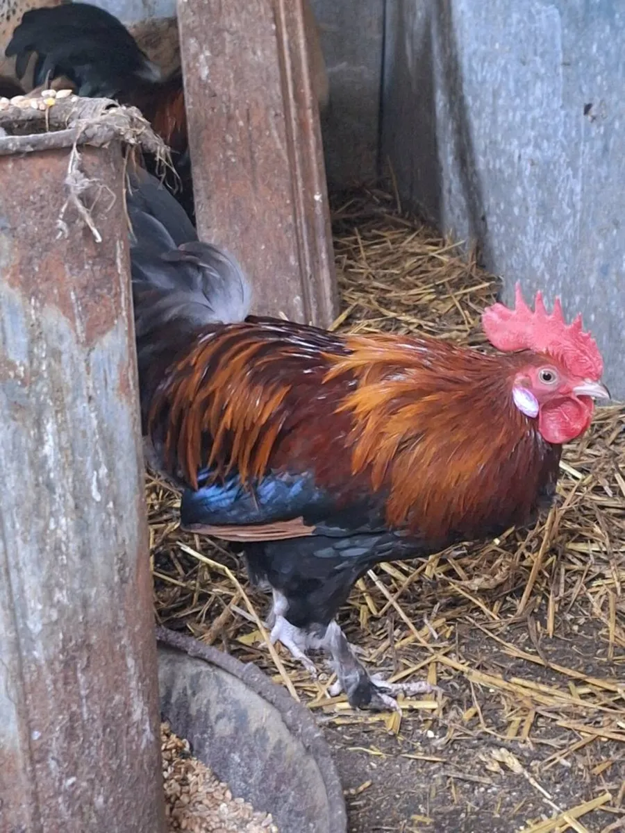 Roosters (Buff orpington & bantham) - Image 2