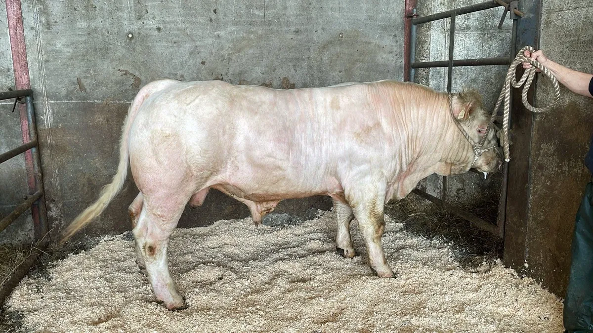 Pedigree Charolais Bull - Image 1