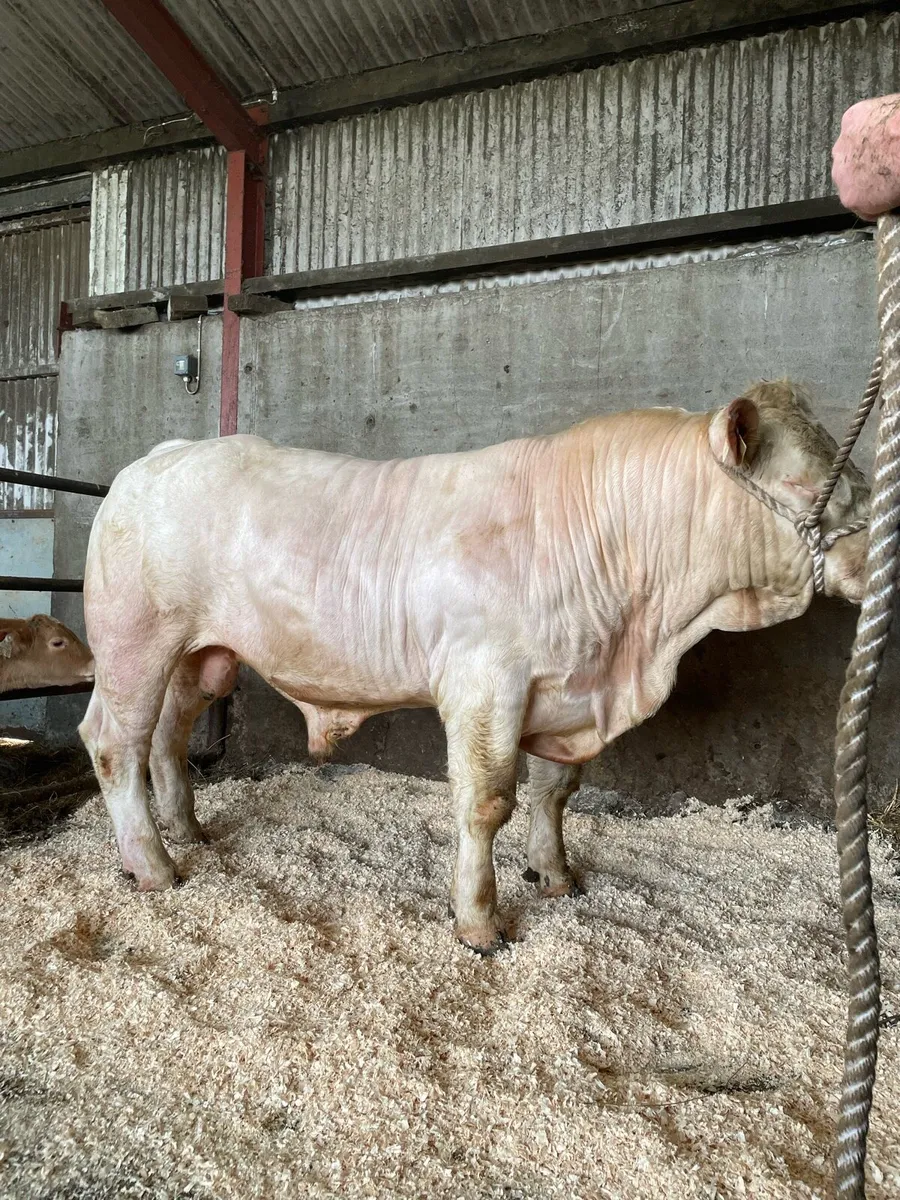 Pedigree Charolais Bull - Image 2