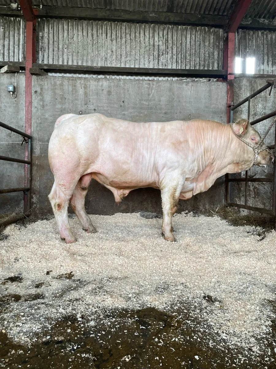 Pedigree Charolais Bull - Image 3