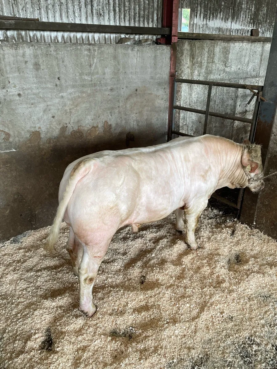 Pedigree Charolais Bull - Image 4