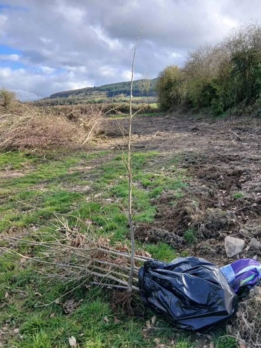 Spanish chestnut trees - Image 1