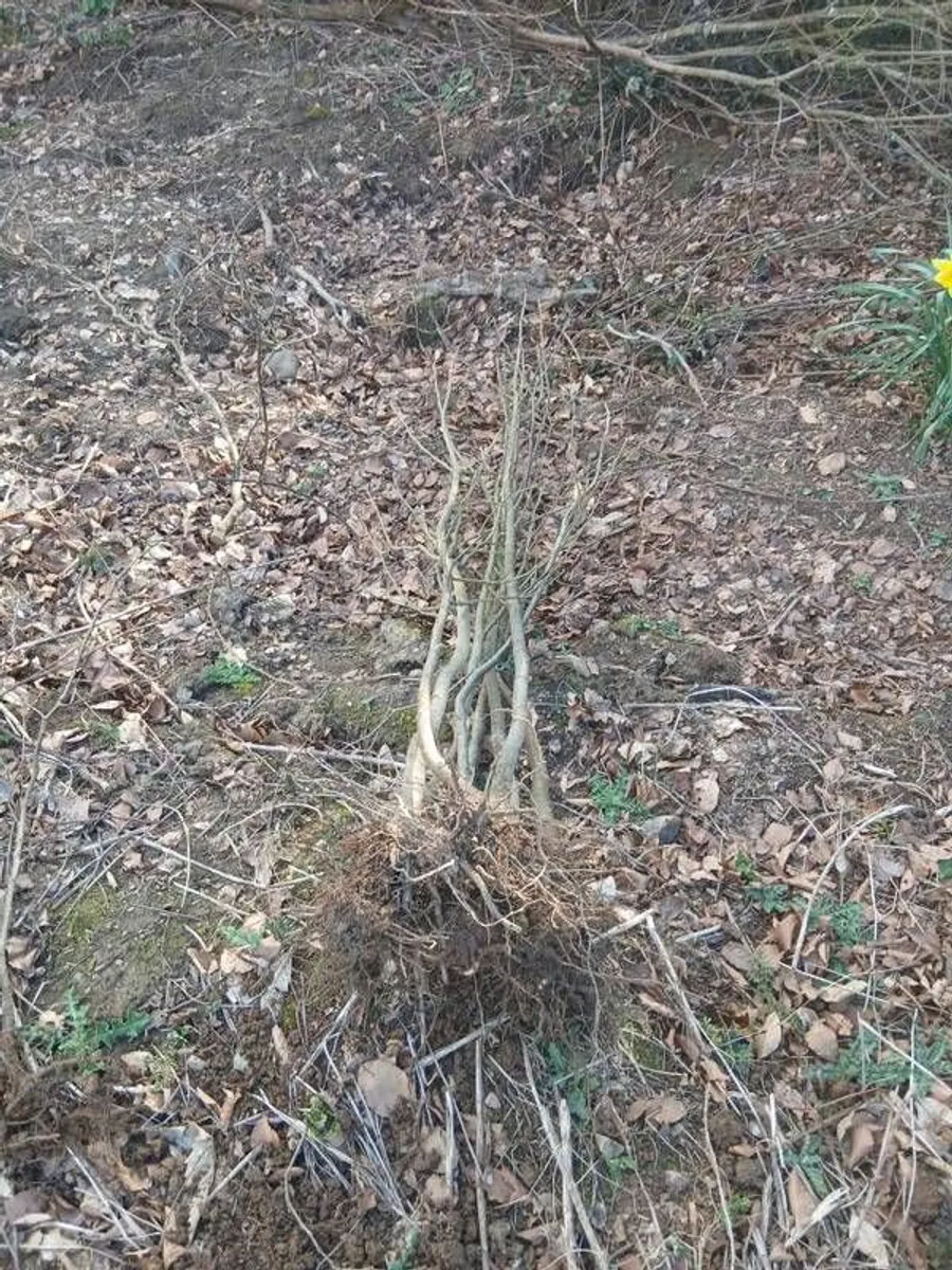 Spanish chestnut trees - Image 2