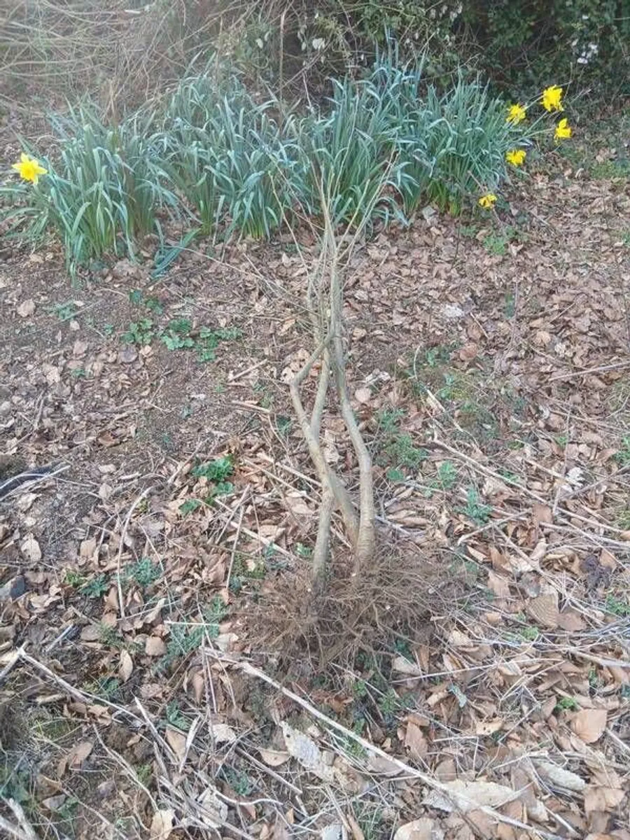 Spanish chestnut trees - Image 3