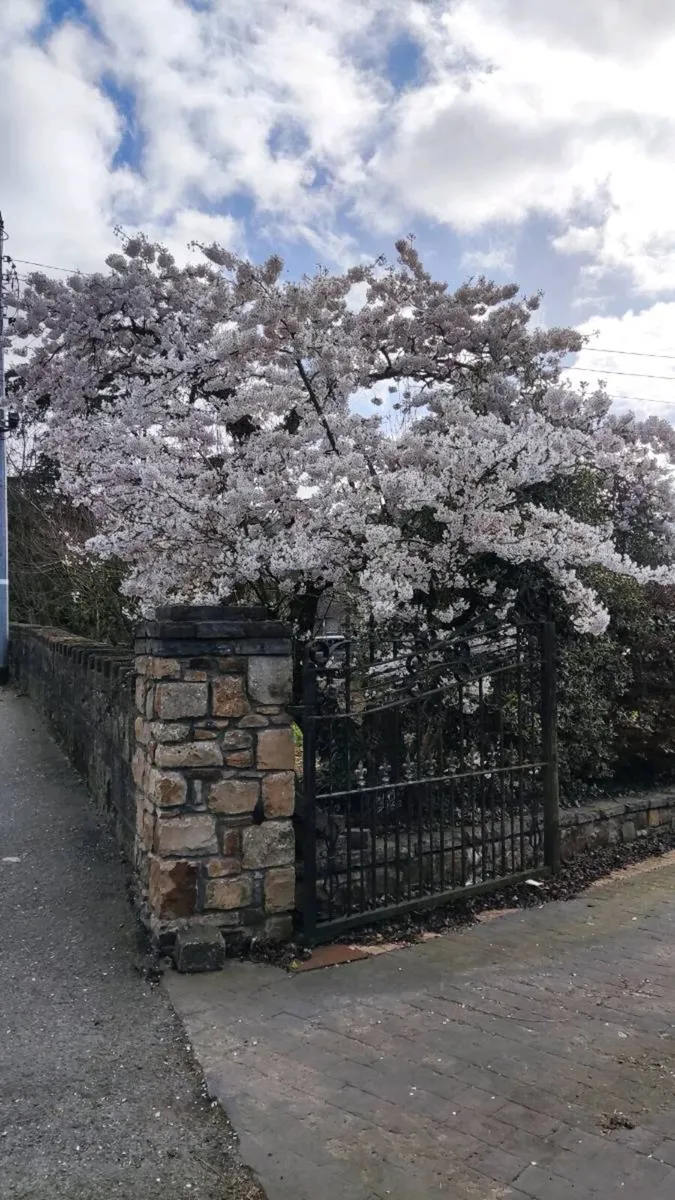 Flowering Cherry 5..8ft 50 euro - Image 1
