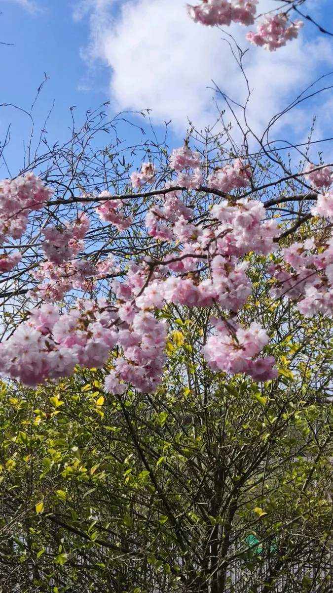 Flowering Cherry 5..8ft 50 euro - Image 4
