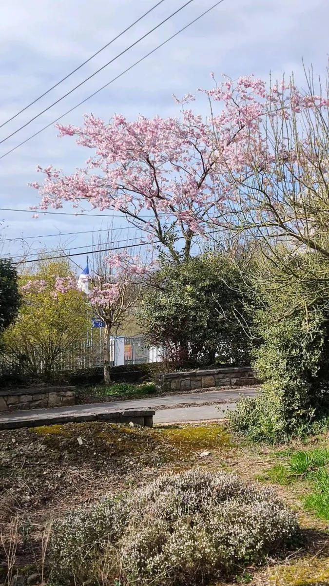 Flowering Cherry 5..8ft 50 euro - Image 2