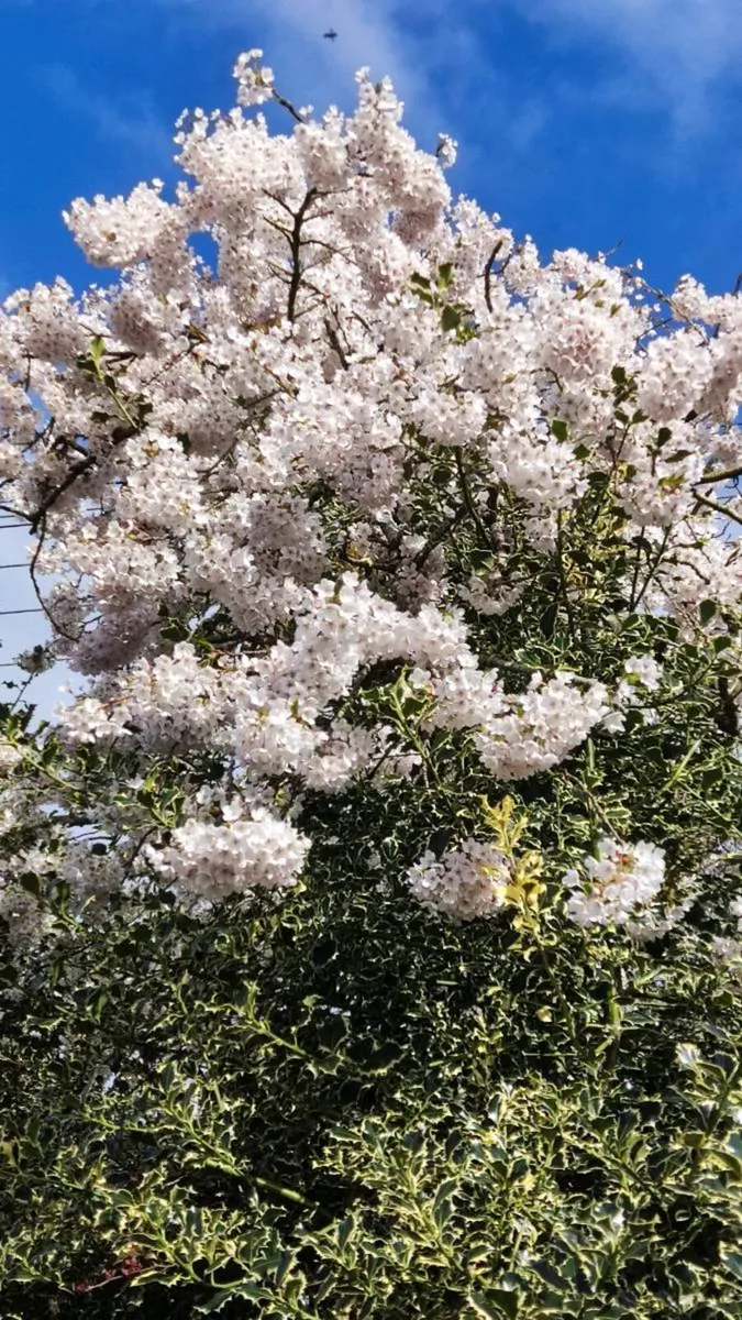 Flowering Cherry 5..8ft 50 euro - Image 3