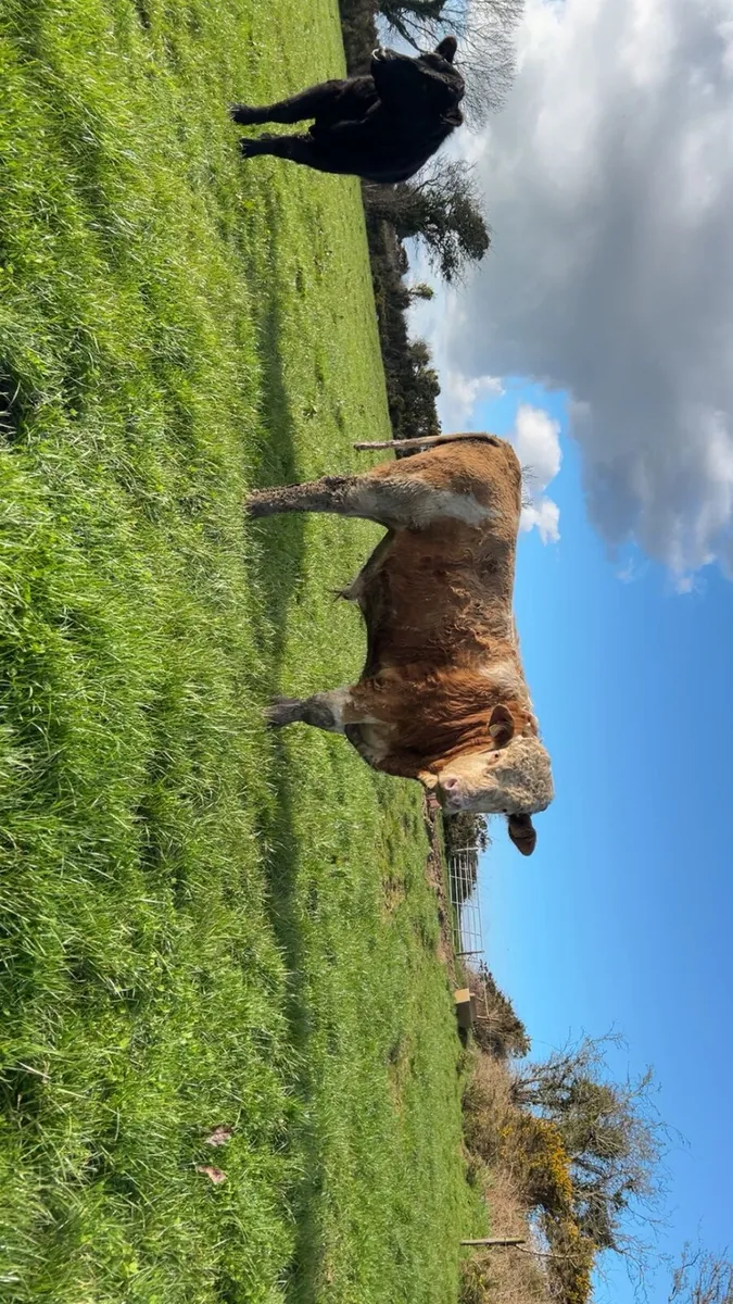 Fleckvieh Bull and Angus bulls for sale - Image 4