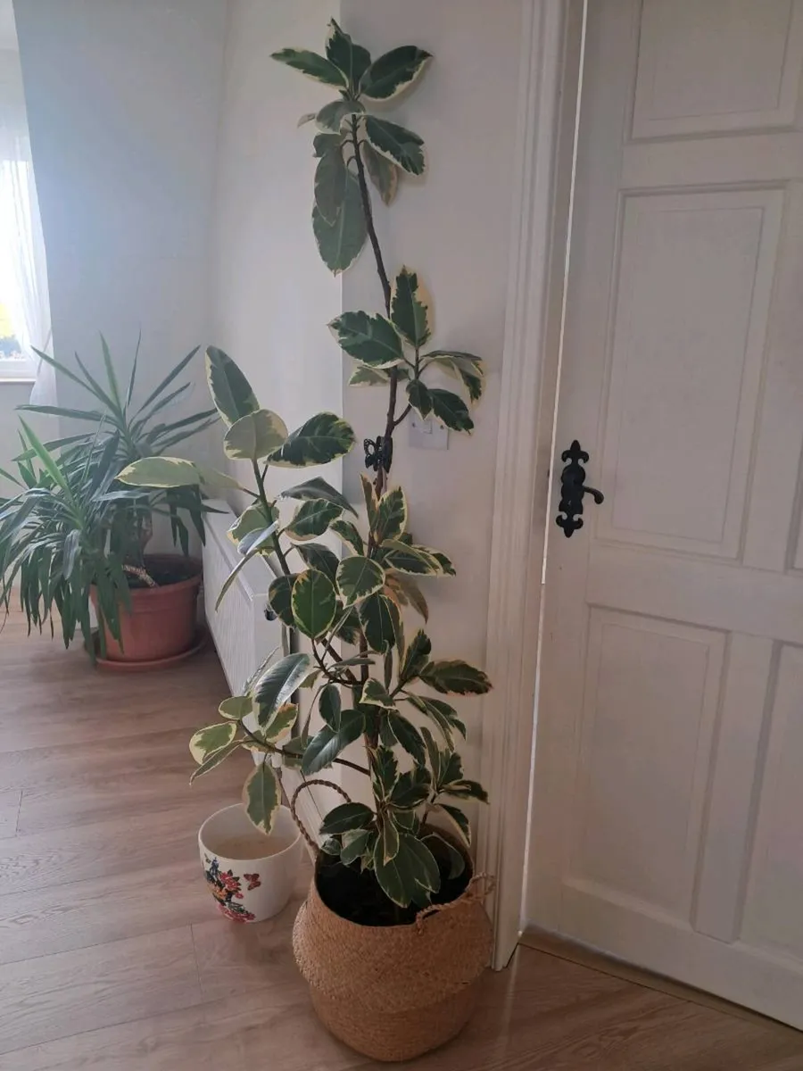 House indoor plants - ficus, palm, peace lily - Image 1