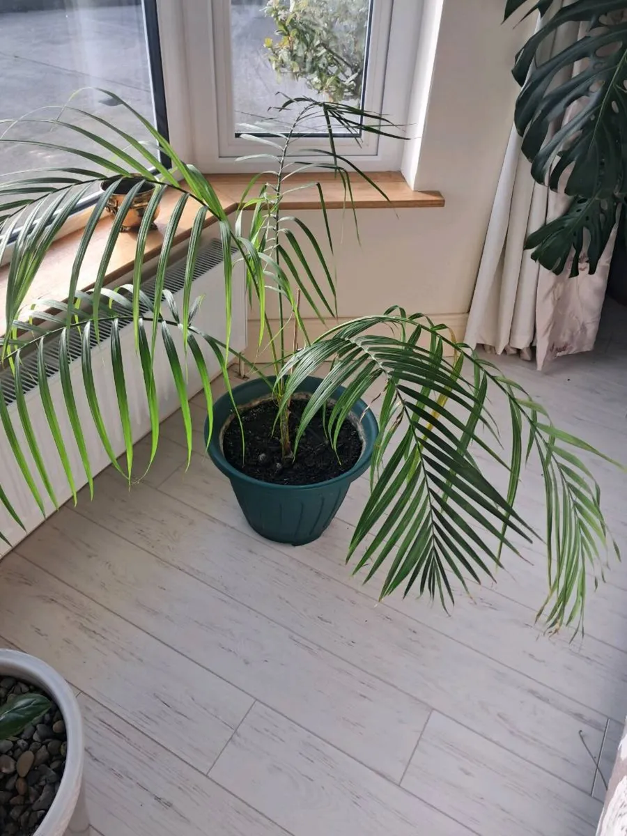 House indoor plants - ficus, palm, peace lily - Image 2
