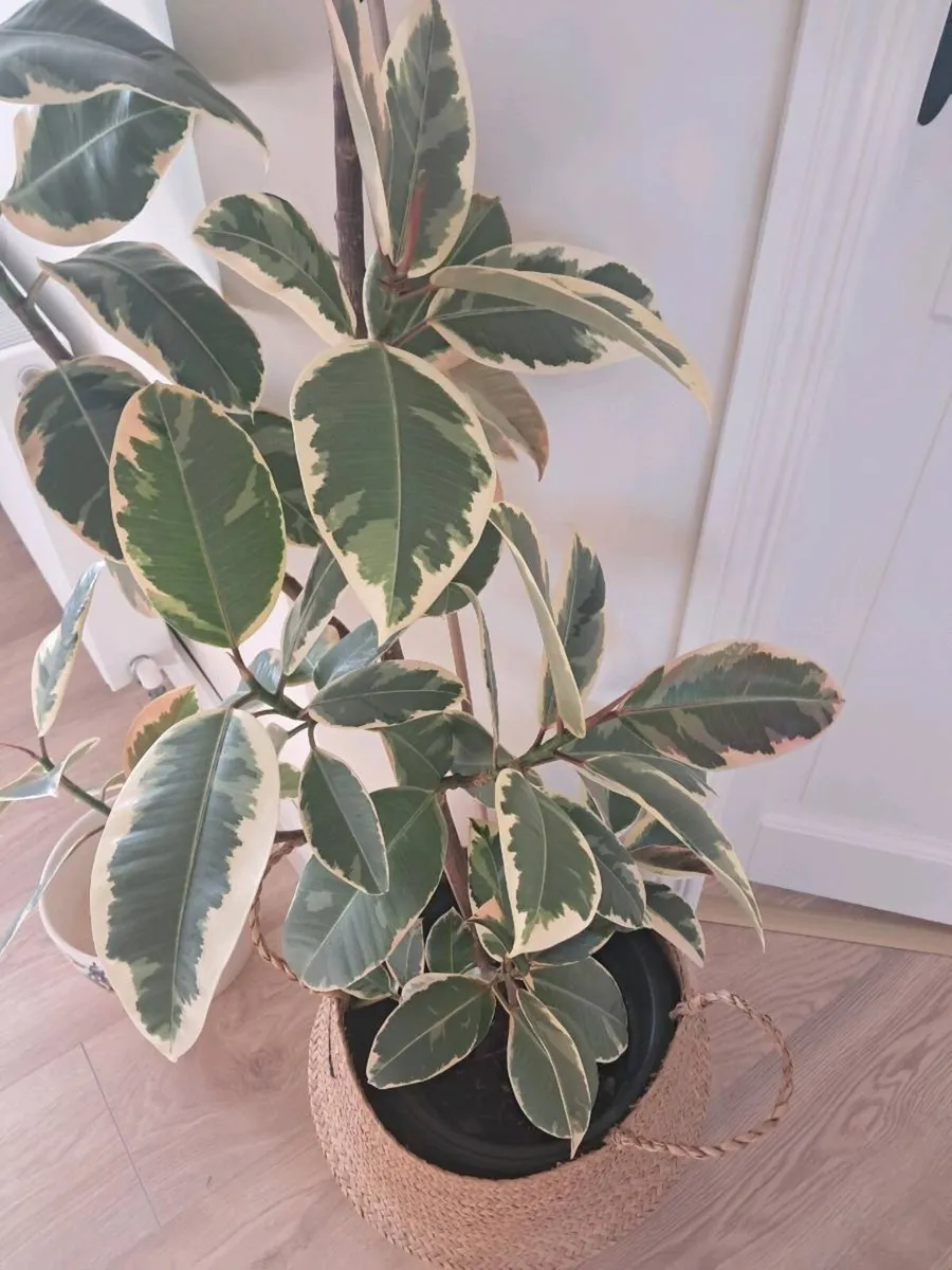 House indoor plants - ficus, palm, peace lily - Image 3
