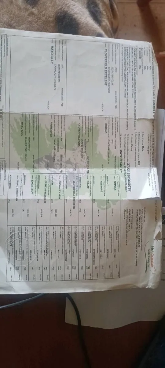 Bull for sale - Image 4