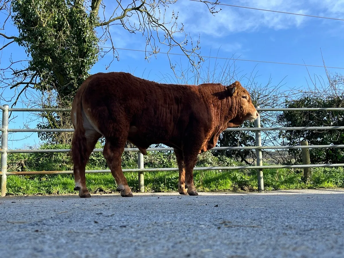 5* limousine bull - Image 4