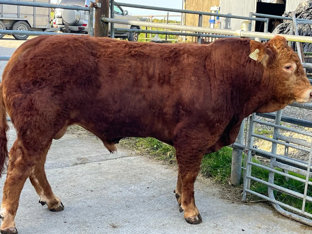 5* limousine bull - Image 2