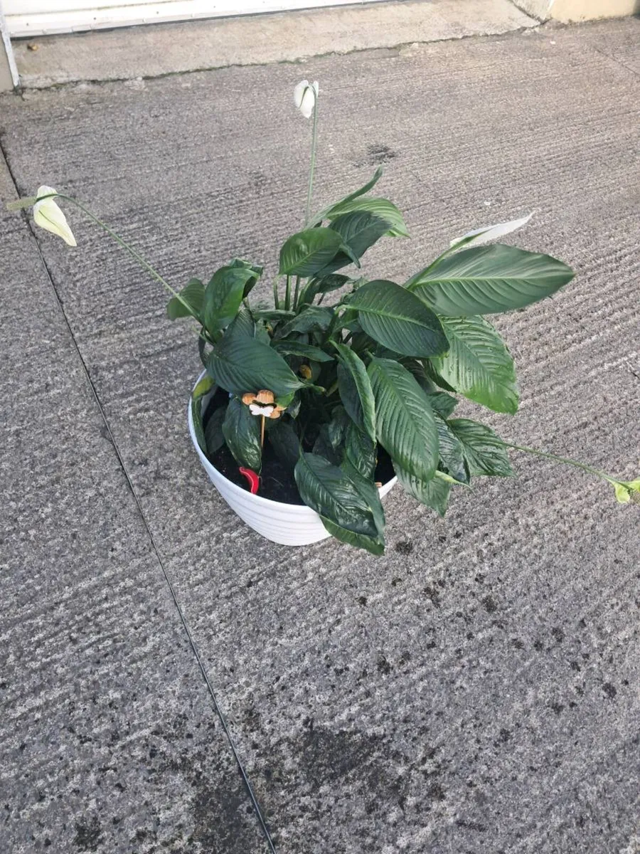 House indoor plants - Image 4