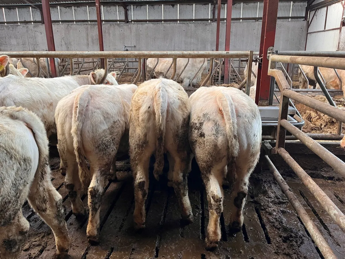 PBR Charolais Heifers - Image 3