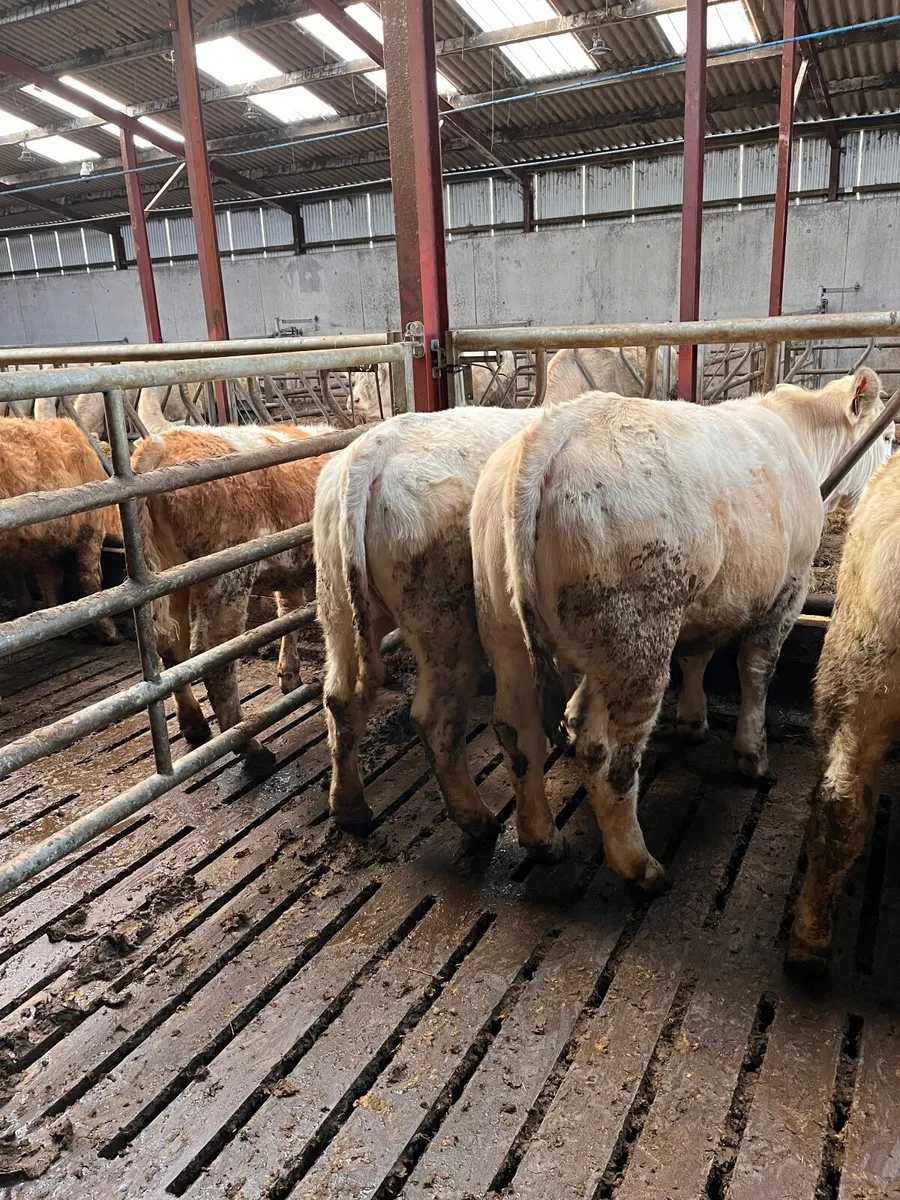 PBR Charolais Heifers - Image 2