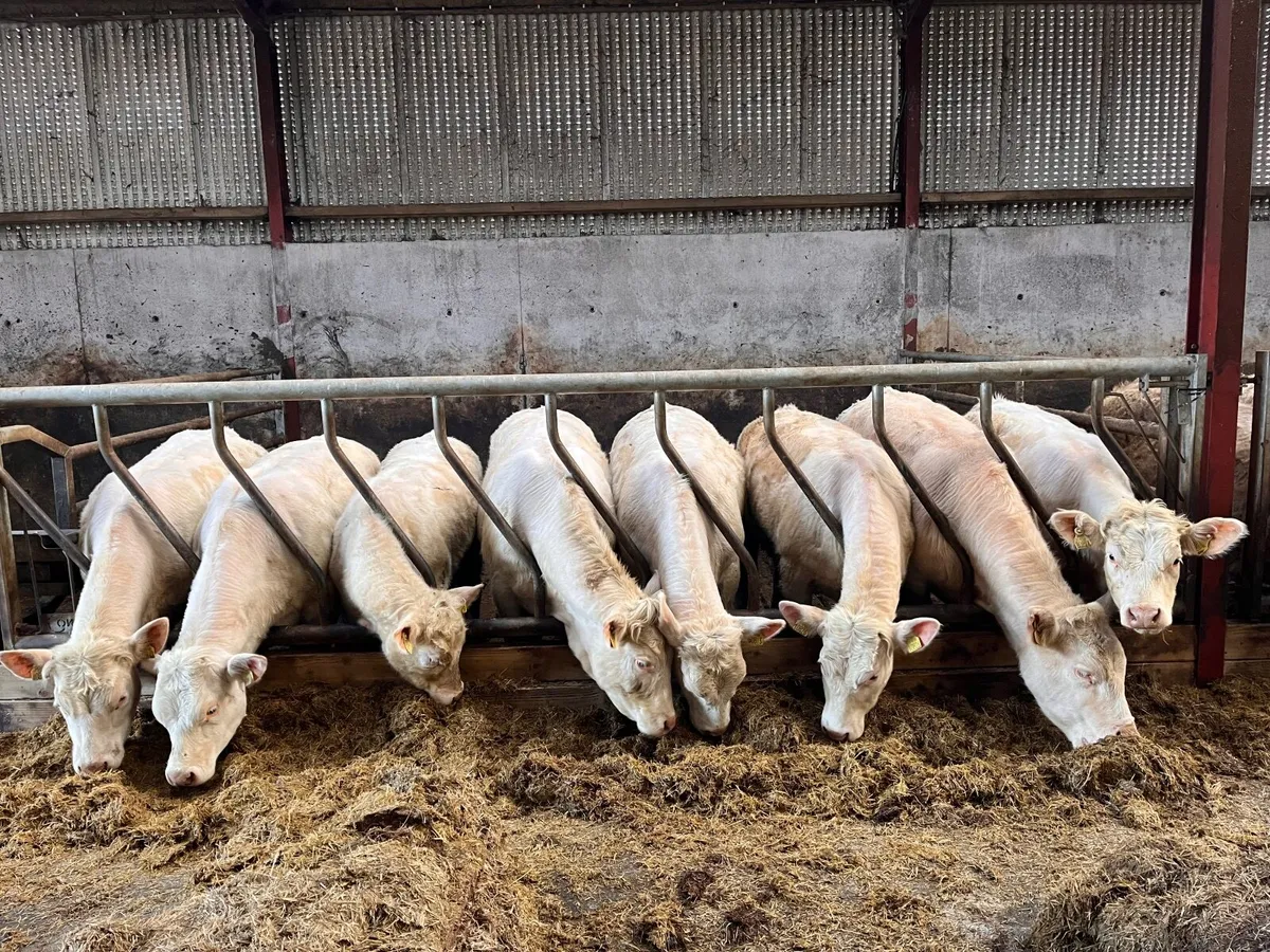 PBR Charolais Heifers - Image 1