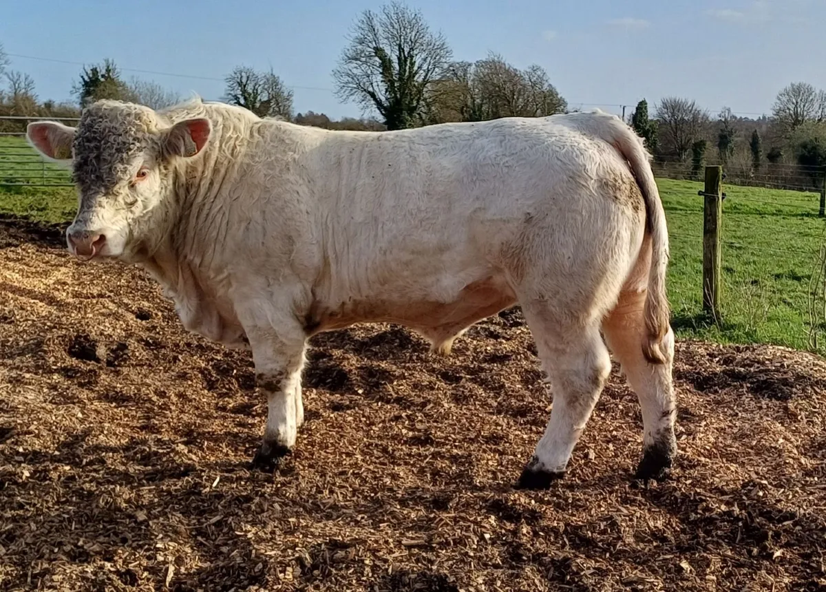 Selection of Charolais bulls - Image 2