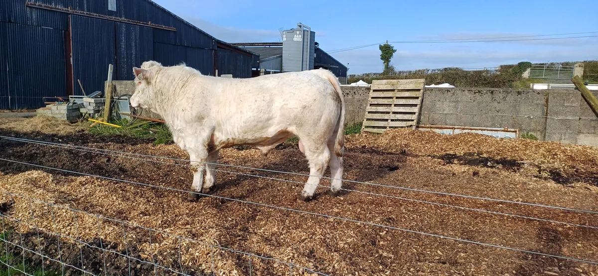 Selection of Charolais bulls - Image 3
