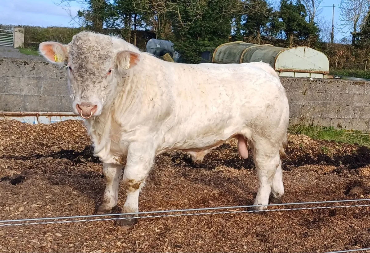 Selection of Charolais bulls - Image 1
