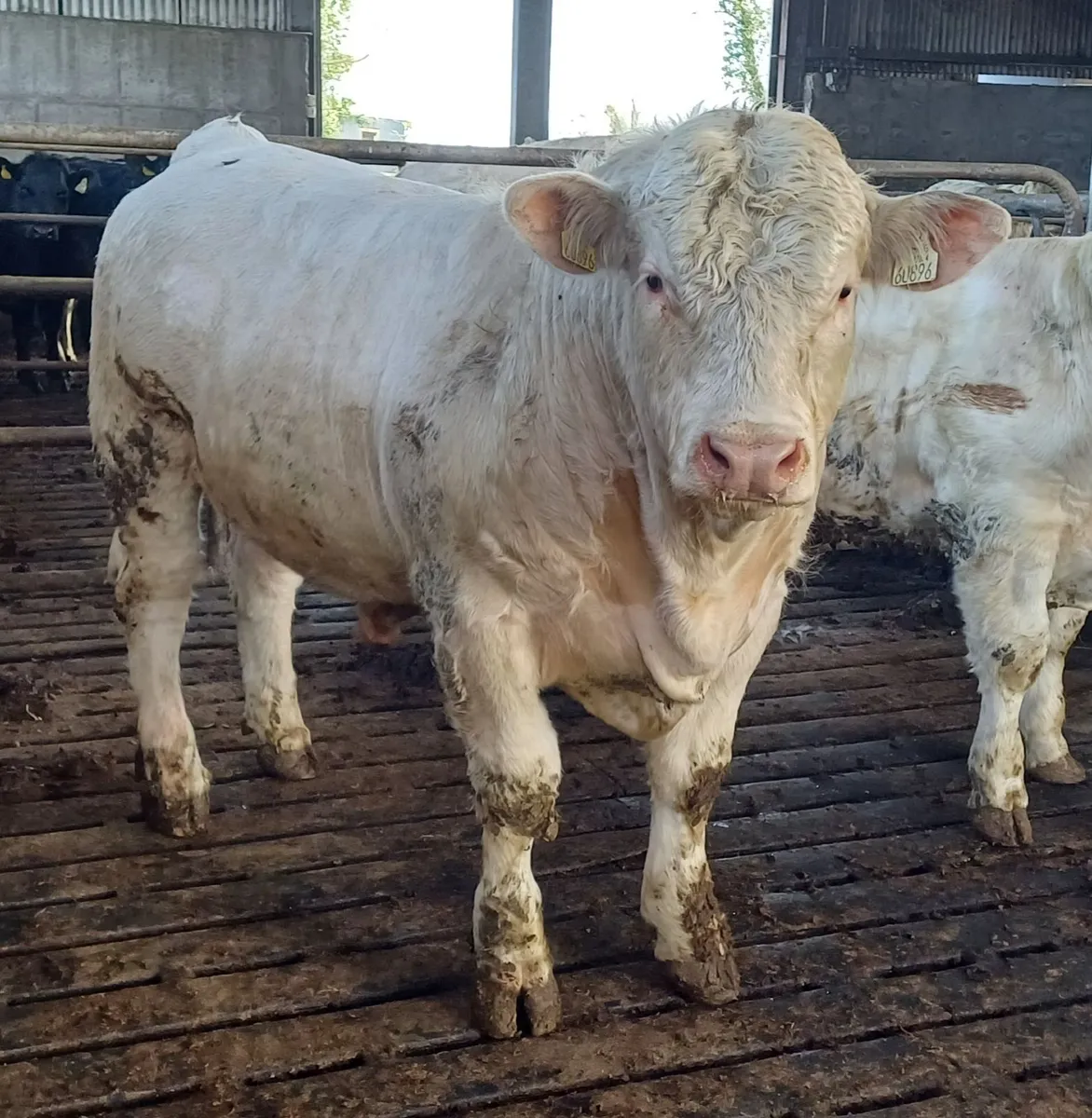 Selection of Charolais bulls - Image 4