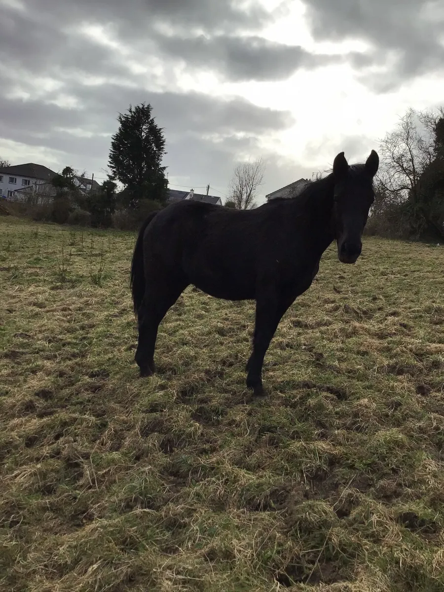 2 YR old Sport Horse FOR SALE *** - Image 2
