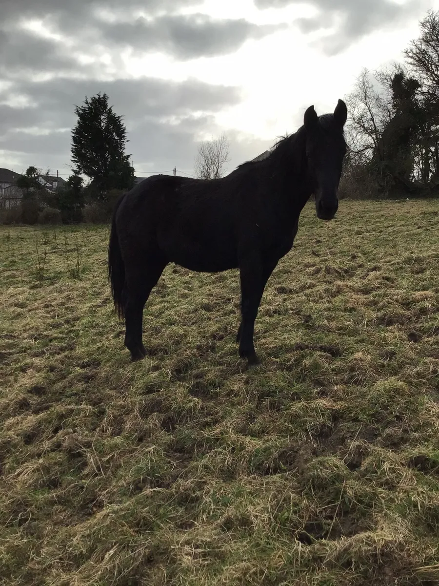 2 YR old Sport Horse FOR SALE *** - Image 3