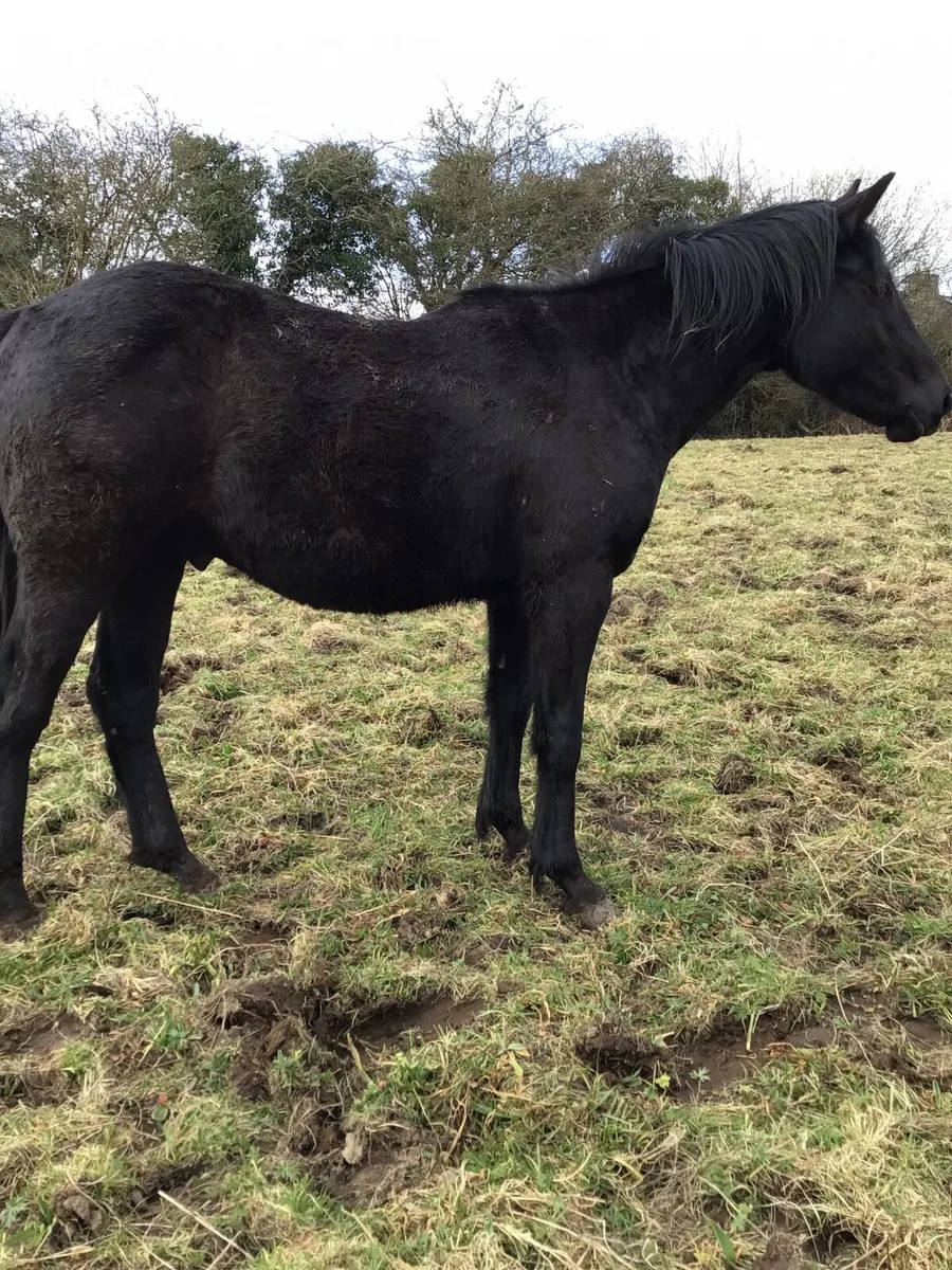 2 YR old Sport Horse FOR SALE *** - Image 1