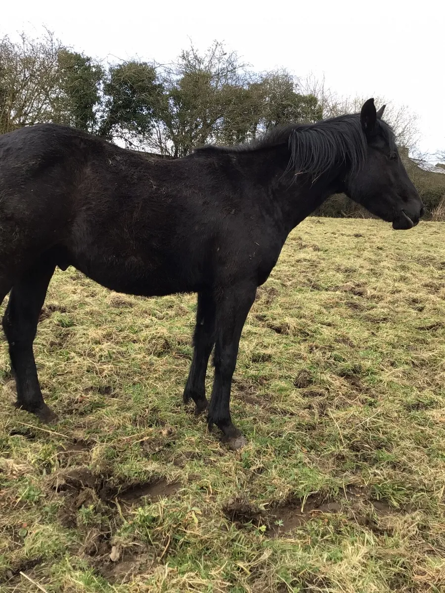 2 YR old Sport Horse FOR SALE *** - Image 4