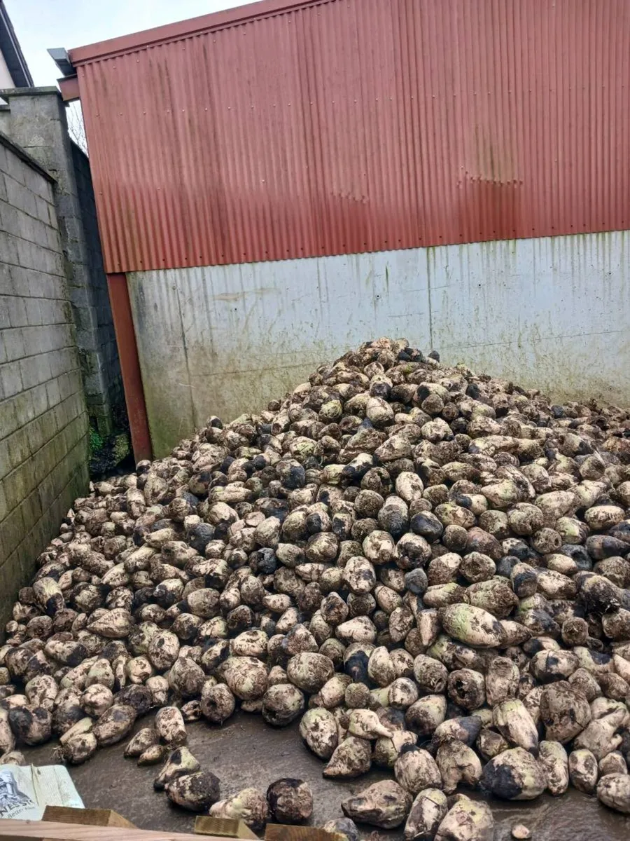 Beet washed or dirty - Image 2