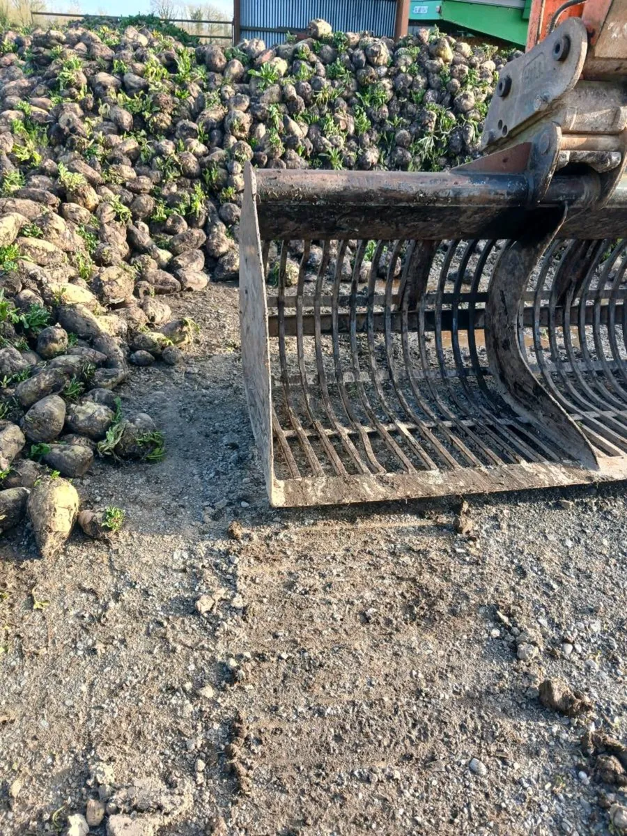 Beet washed or dirty - Image 1