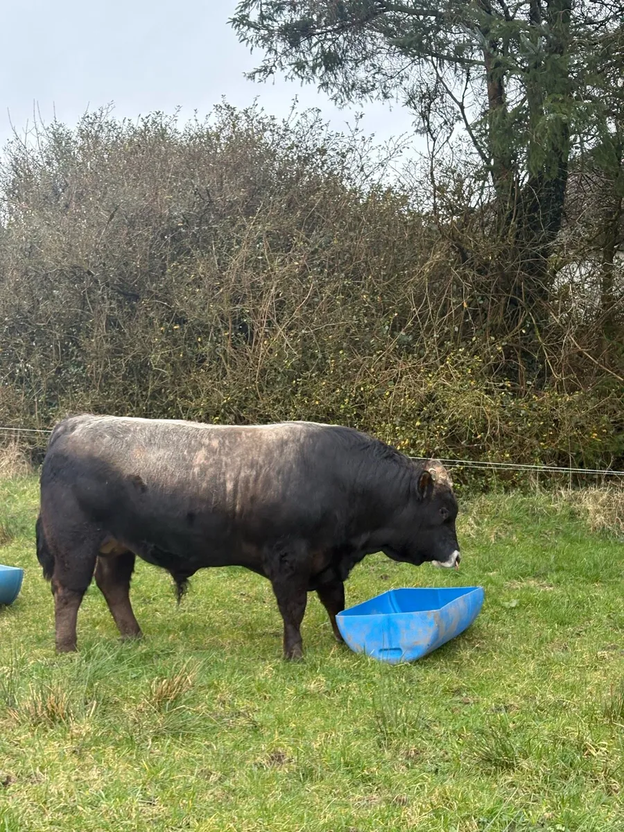 Pedigree Registered Aubrac Bulls For Sale - Image 1