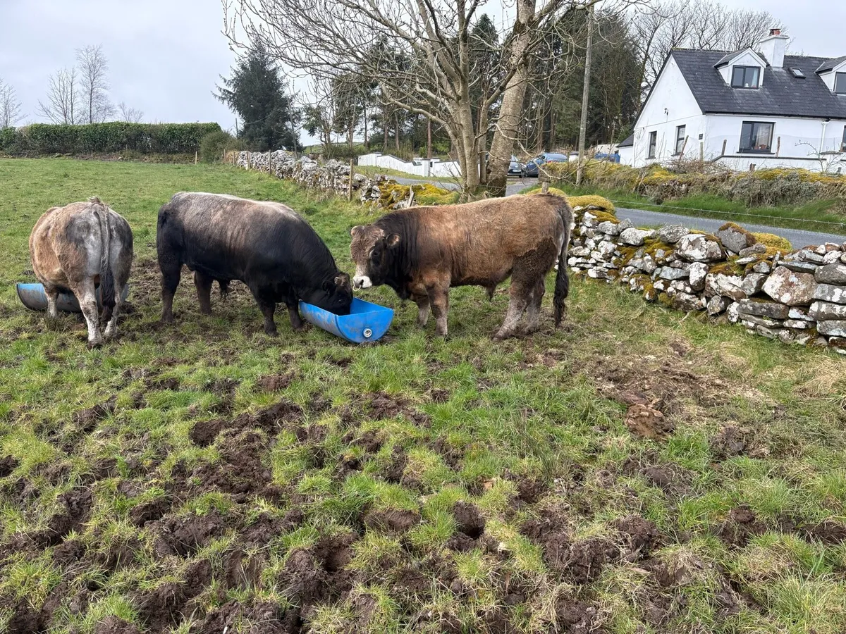 Pedigree Registered Aubrac Bulls For Sale - Image 4