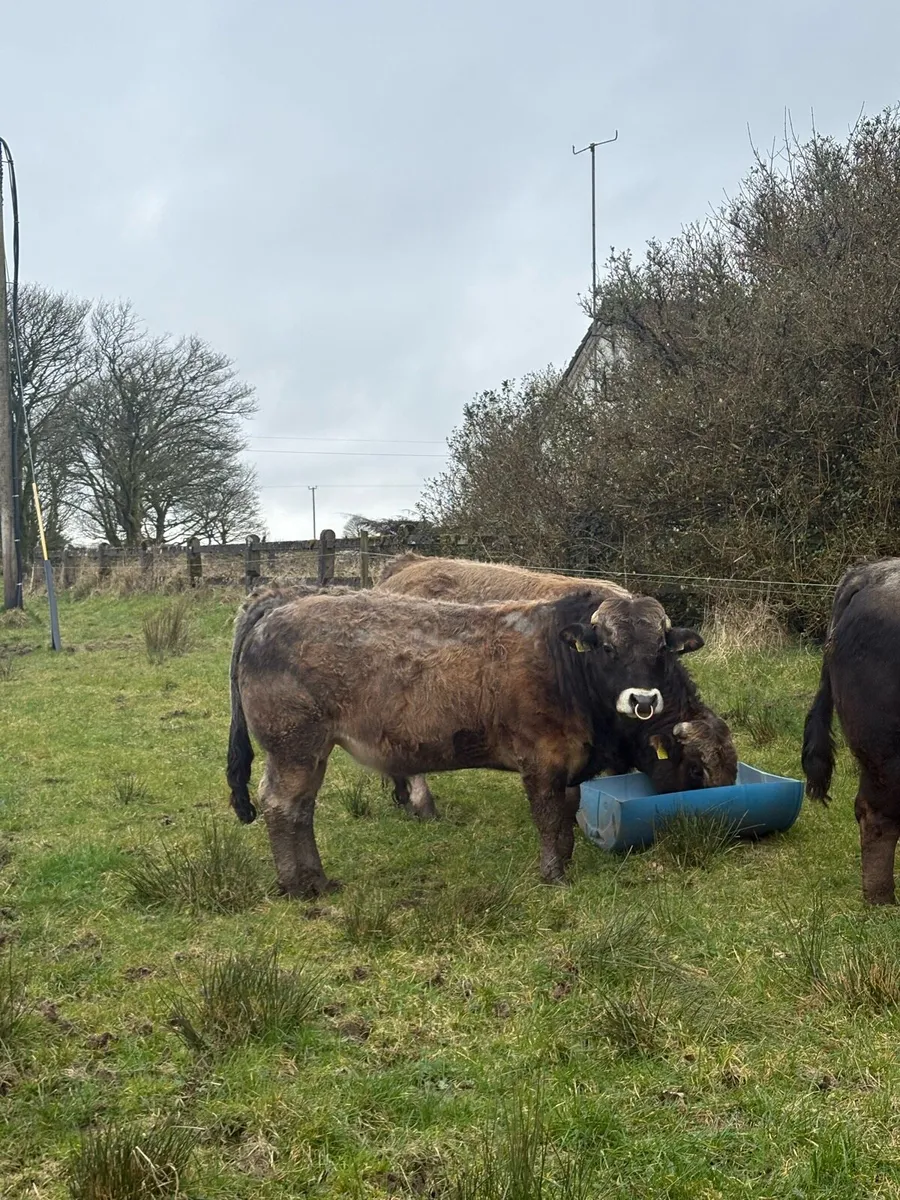 Pedigree Registered Aubrac Bulls For Sale - Image 2