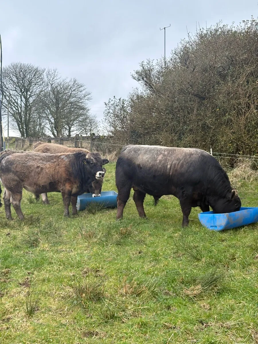 Pedigree Registered Aubrac Bulls For Sale - Image 3