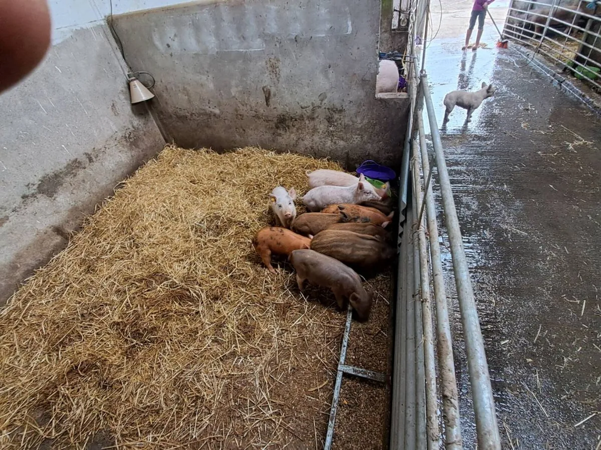 Organic weaners and store pigs for sale - Image 1
