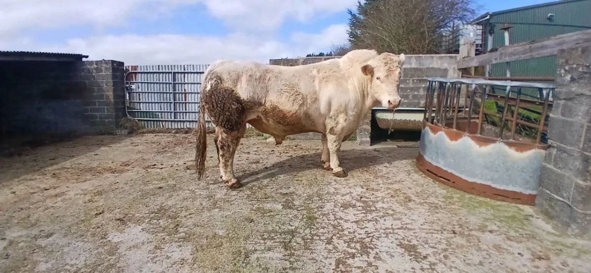 Charolais bull - Image 2