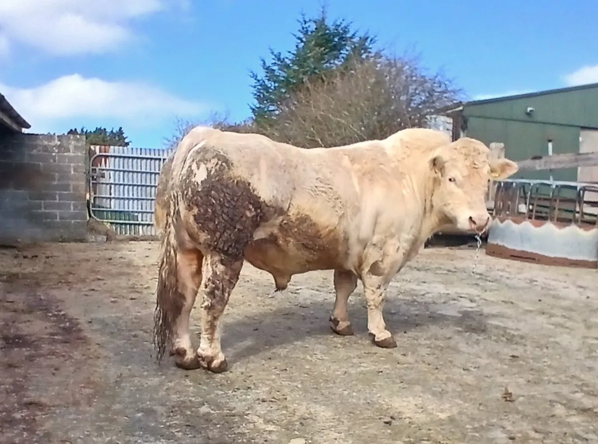 Charolais bull - Image 3