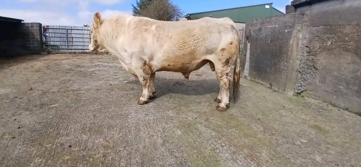 Charolais bull - Image 4