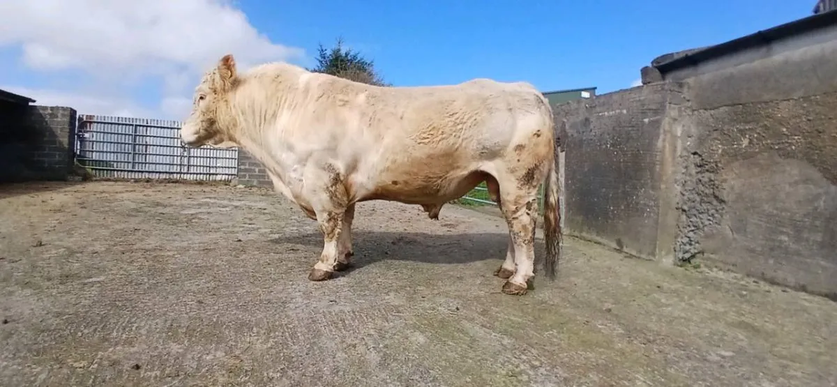 Charolais bull - Image 1