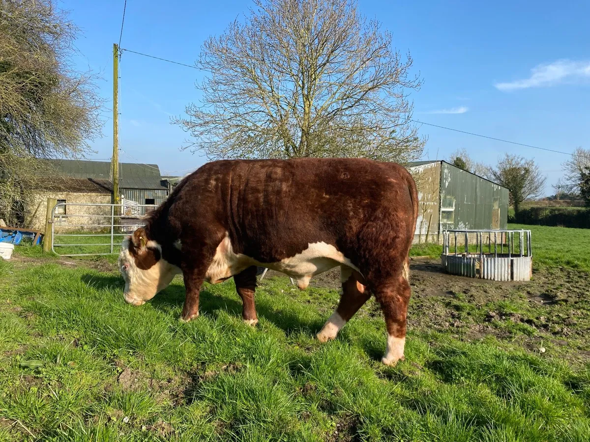 5 star Hereford bulls - Image 2