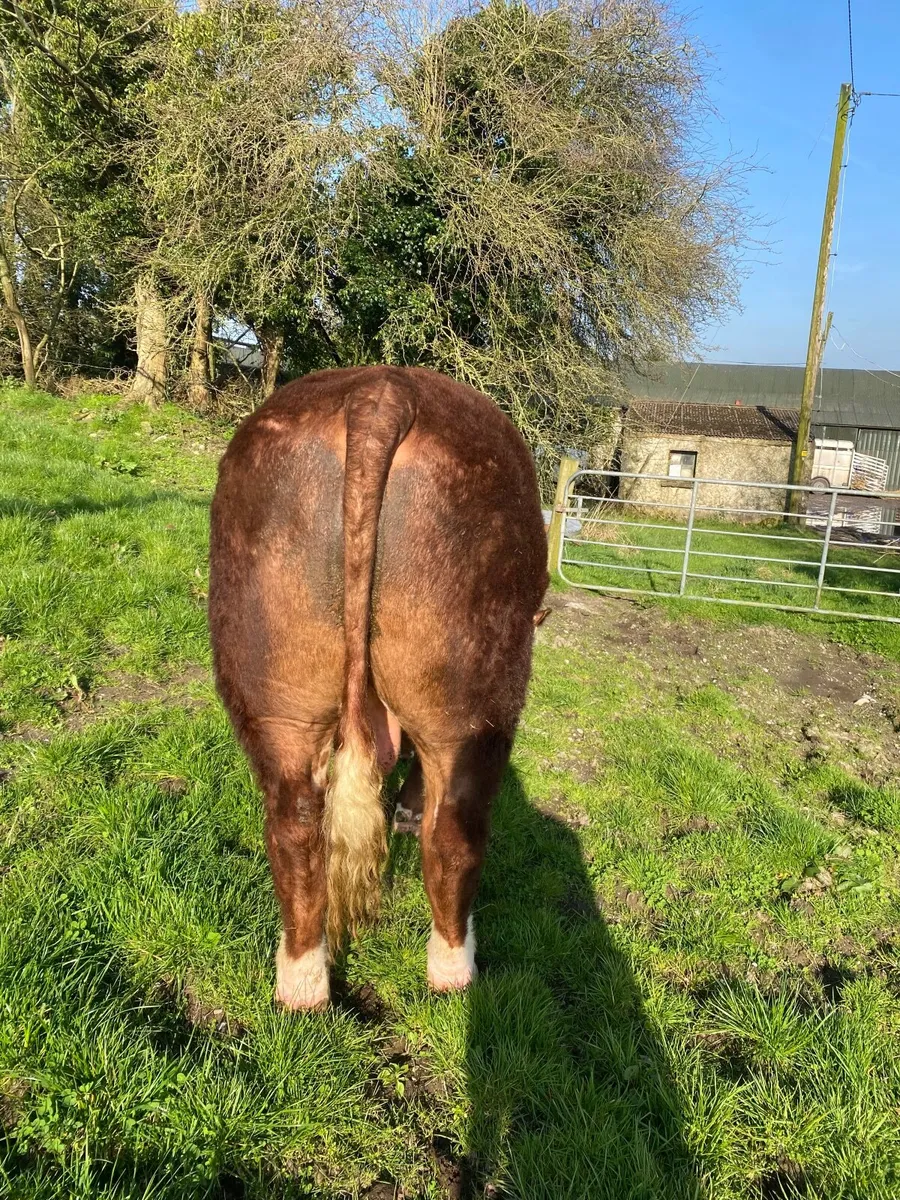 5 star Hereford bulls - Image 3