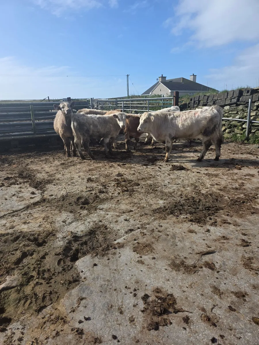 Ch bull weanlings - Image 2