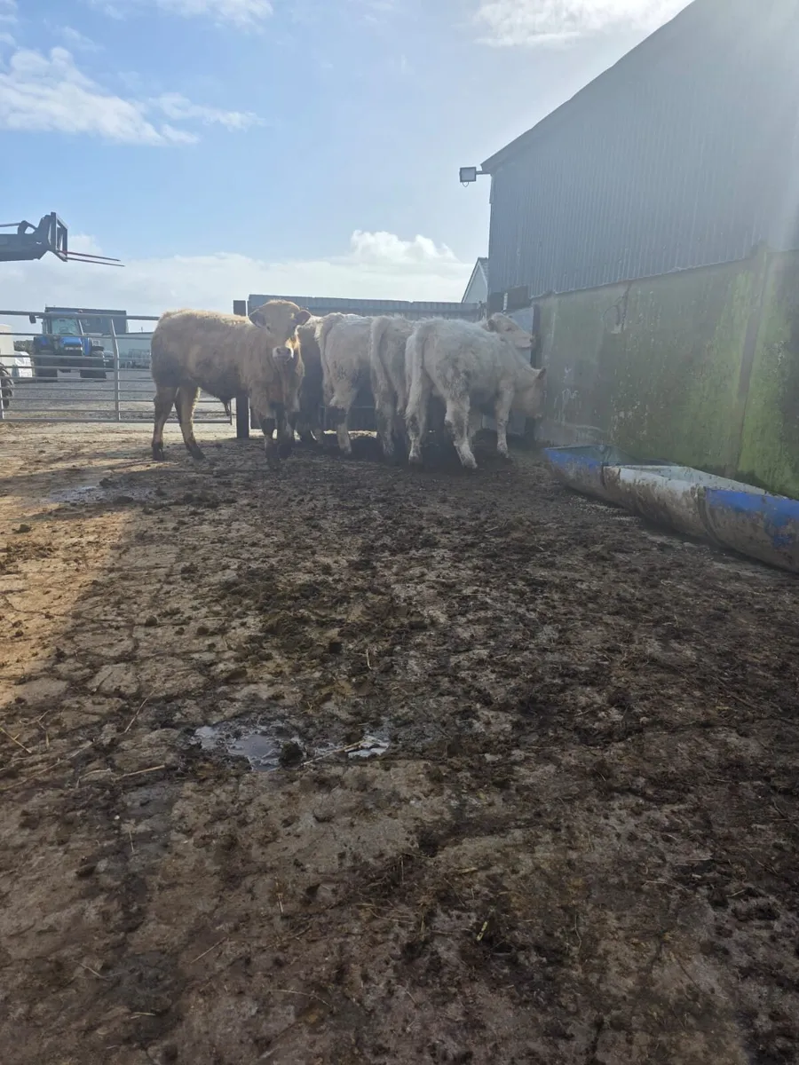Ch bull weanlings - Image 3