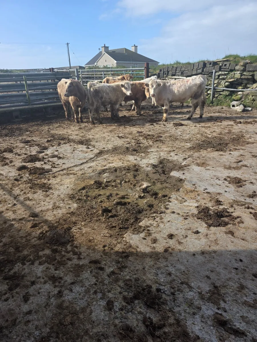 Ch bull weanlings - Image 4