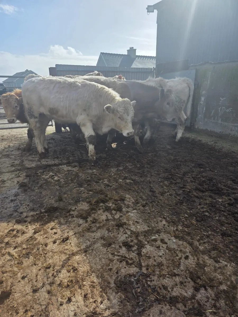 Ch bull weanlings - Image 1