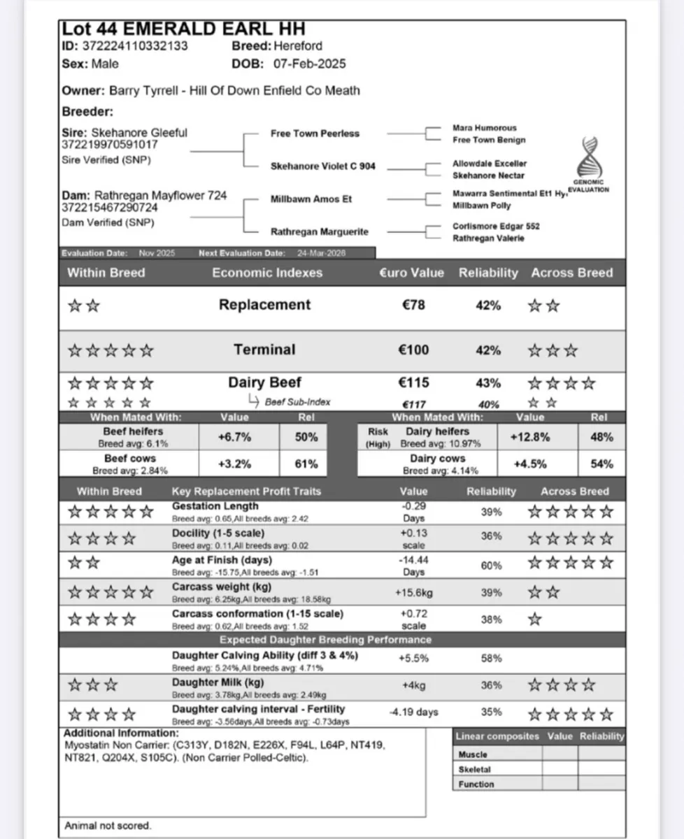 5 star Hereford bulls - Image 4